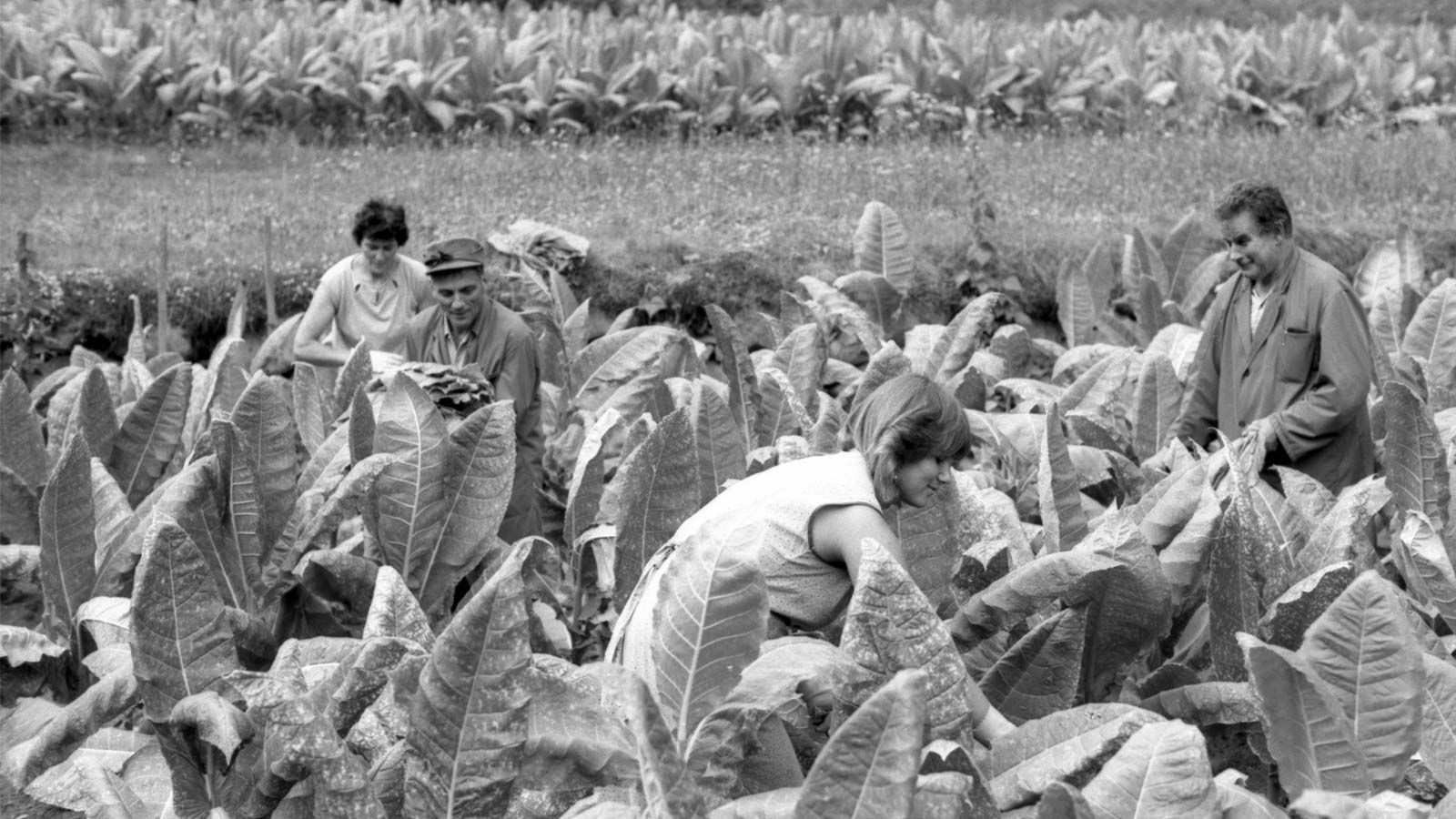 Raccolta tabacco, Brusio